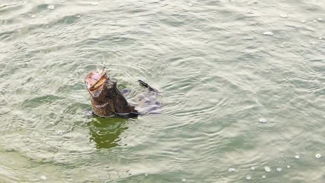 slow motion grouper fighting when it is hooked