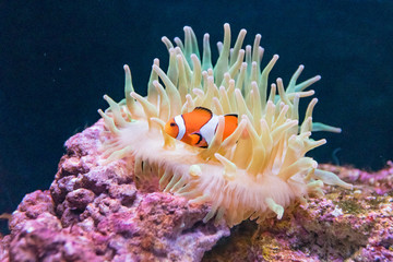 クマノミとイソギンチャク