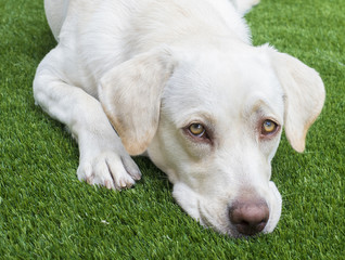 Perro labrador triste