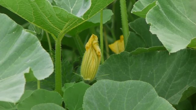 野菜畑　カボチャ