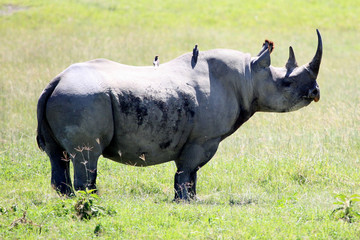 Obraz premium Rhino in Kenya