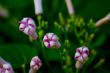 morning glory flowers on morning Glory Tree or Ipomoea Carnea Jacq