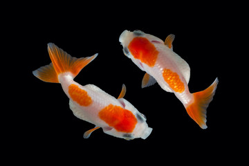 goldfish isolated on black background.