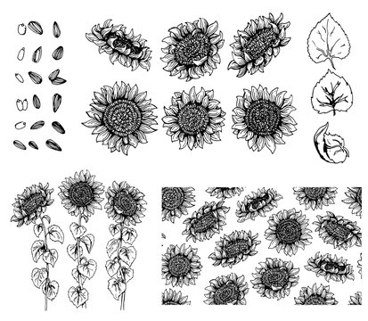Set of hand drawn Graphic sunflower and elements isolated on white