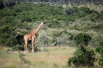Giraffe - Maasai Mara Reserve - Kenya