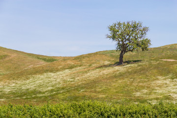 Cork tree alone in a farm field in Vale Seco, Santiago do Cacem