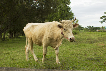 放牧されている牛