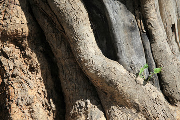 Maasai Mara Reserve - Kenya