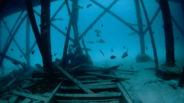 Marine life at dive center in Mabul, Sipadan, Malaysia