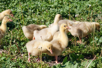 Goslings, run along the grass.