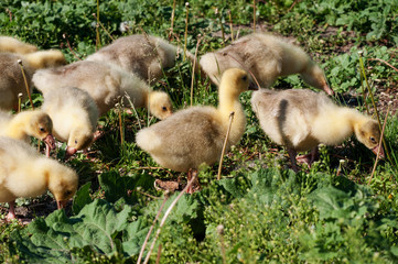 Goslings, run along the grass.