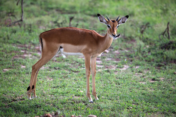 Imapala Antelope - Maasai Mara Reserve - Kenya