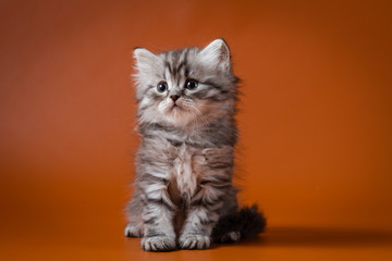 Scottish straight long hair kitten sitting on orange background