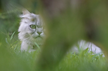 Naklejka na ściany i meble persian cat lying on the grass