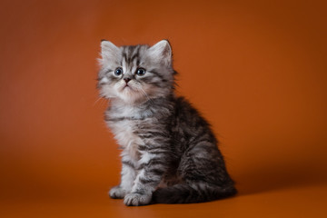 Scottish straight long hair kitten sitting on orange background