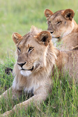 Fototapeta na wymiar Lion Couple - Maasai Mara Reserve - Kenya