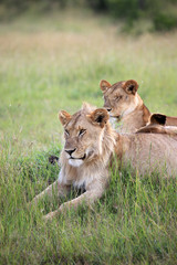 Lion Couple - Maasai Mara Reserve - Kenya