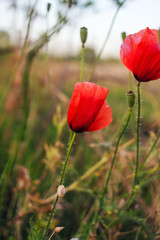 Naklejka premium Red poppy flower at the field on blurred background