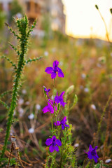 Violet wild flower in the field on blurred background