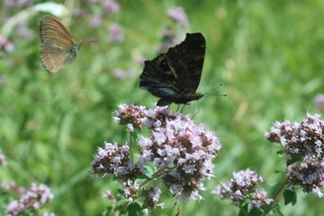 Schmetterling auf der Blüte einer Pfefferminze 