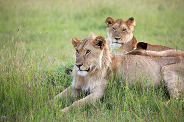 Lion Couple - Maasai Mara Reserve - Kenya