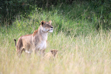 Lion - Maasai Mara Reserve - Kenya