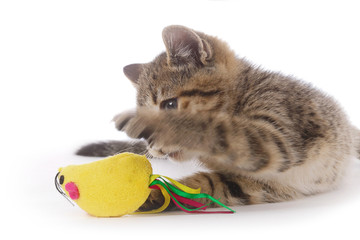 chaton jouant avec une souris en peluche jouet