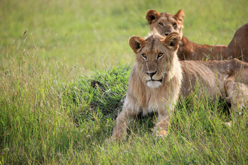 Lion - Maasai Mara Reserve - Kenya