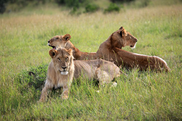 Obraz na płótnie Canvas Lion - Maasai Mara Reserve - Kenya