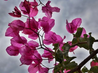 Bouganville