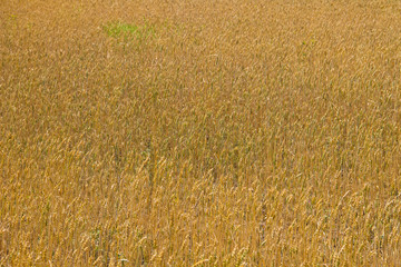 Field of ripe golden wheat close-up