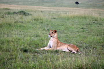 Lion - Maasai Mara Reserve - Kenya