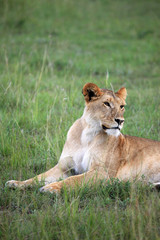 Obraz na płótnie Canvas Lion - Maasai Mara Reserve - Kenya