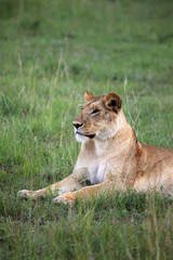 Lion - Maasai Mara Reserve - Kenya