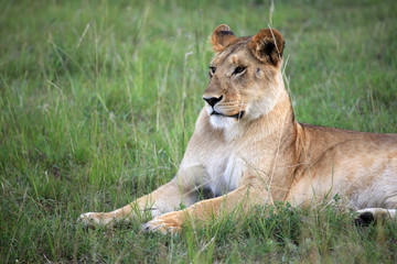 Fototapeta na wymiar Lion - Maasai Mara Reserve - Kenya