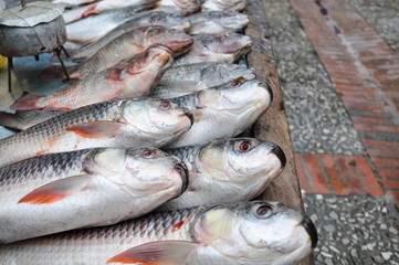 Fresh fish in the market