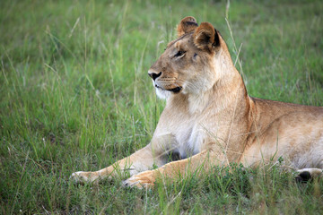 Lion - Maasai Mara Reserve - Kenya