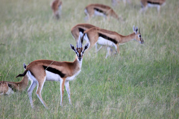 Thompsons Gazelle - Maasai Mara Reserve - Kenya
