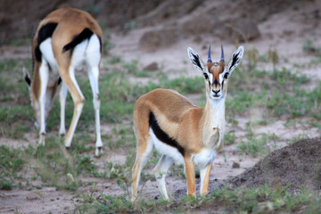 Naklejka na ściany i meble Thompsons Gazelle - Maasai Mara Reserve - Kenya