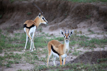 Thompsons Gazelle - Maasai Mara Reserve - Kenya