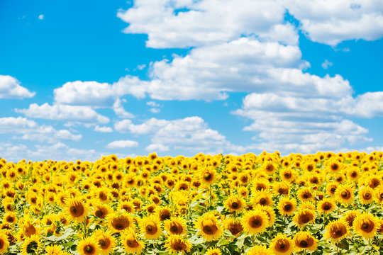 Sunflowers in full bloom dancing in the wind. Flowering sunflowers. Sunflowers field. Agricultural production.