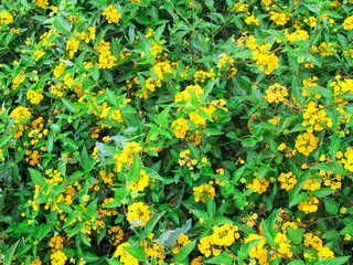 Spring background with beautiful yellow flowers