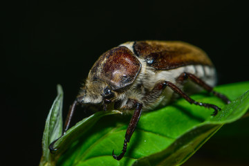 Gerippter Brachk&auml;fer sitzt auf einem Blatt
