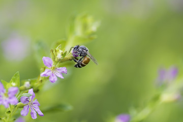 Bee sucked sweet nectar from pollen Cuphea hyssopifola  flower