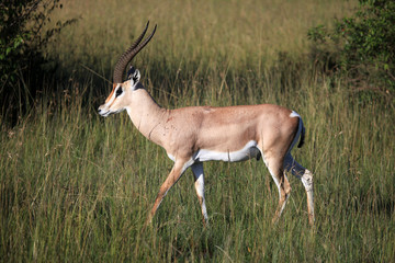 Imapala Antelope - Maasai Mara Reserve - Kenya