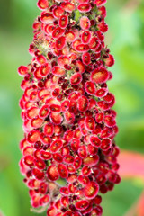 Blüte eines Essigbaumes