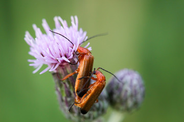Weichkäfer bei der Paarung auf einer Diestel