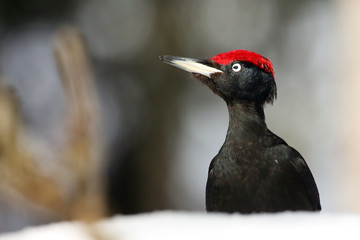 The black woodpecker (Dryocopus martius) portrait on the snow