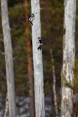 The great spotted woodpecker (Dendrocopos major) sitting on the dry trunk