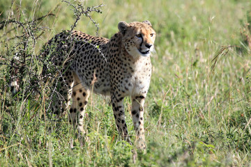 Cheetah - Maasai Mara Reserve - Kenya